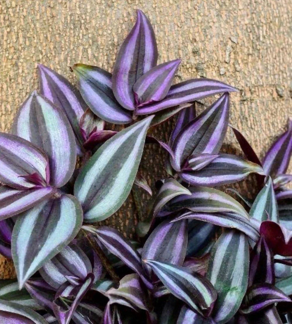 Tradescantia Zebrina Cuttings - 10+ Healthy Wandering Jew Plants - Fast Shipping - Indoor Houseplant Cuttings