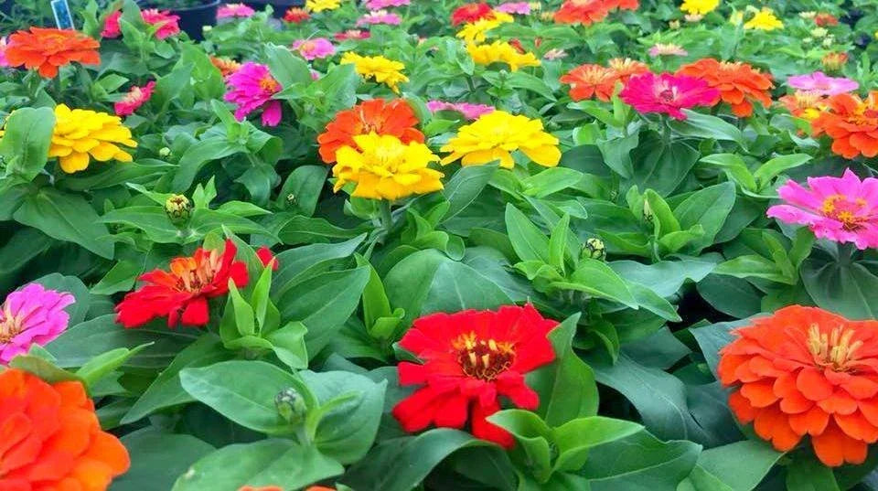 Zinnia Seeds 1000 Count Short Stuff Mix Colorful Blooms Zinnia elegans Non-California Shipping