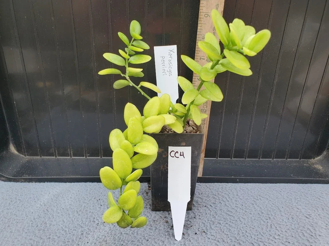 Xerosicyos perrieri Plant - Madagascar Variety - Rare Lot CC4 - Unique Succulent for Collectors