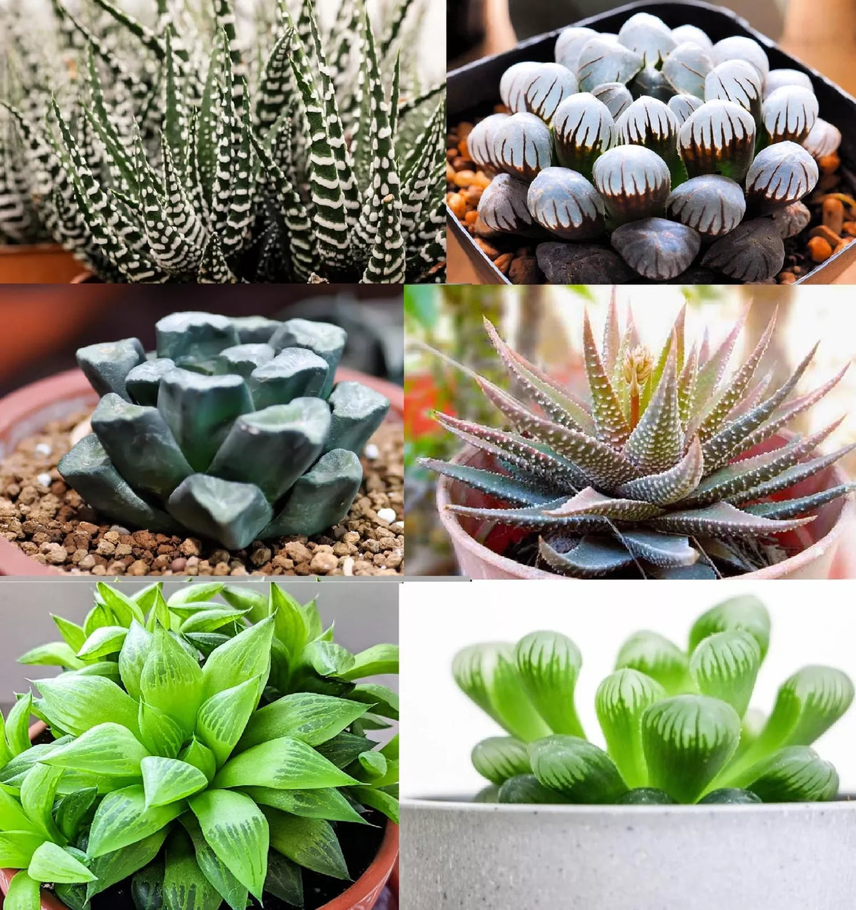 Haworthia Hybrid Succulent Seeds Mix - 30+ Assorted Varieties for Gardening - Haworthia spp.