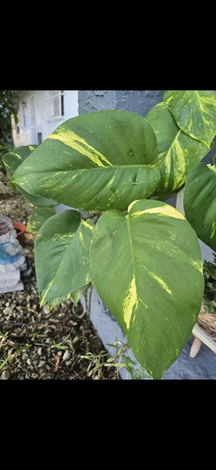 Golden Pathos Live Plant Cuttings with Roots - Small Indoor/Outdoor Vine - Epipremnum aureum