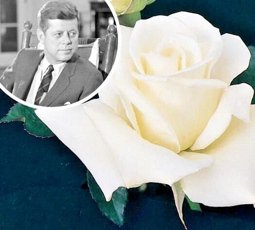 JFK White Rose Bush Cuttings - 6" Live Flower Plant - Unrooted Shrub - Rosa spp.