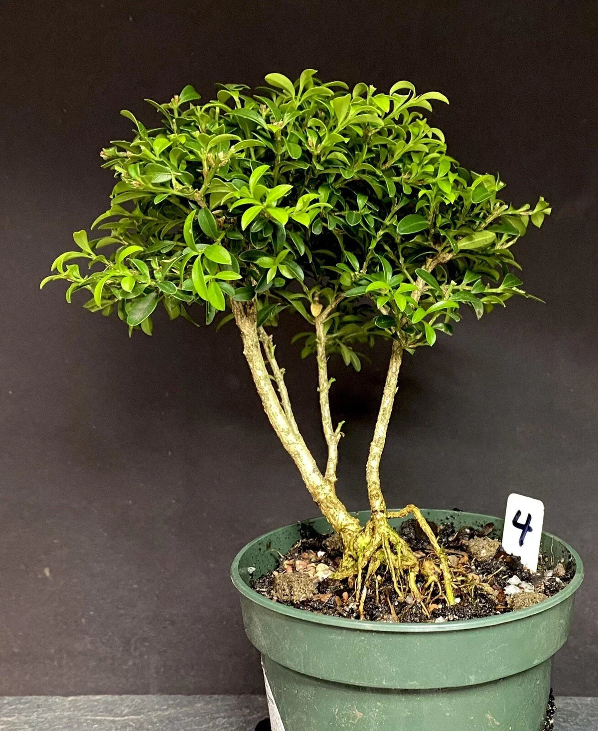 Bonsai Tree Kingsville Boxwood Pre-Bonsai 8-10 Years - Buxus microphylla var. japonica, Ready to Pot Up
