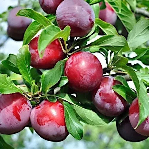 American Plum Tree Seeds 4+1 Free Fast Growing Prunus americana Cold Hardy Zone 3 White Flowers