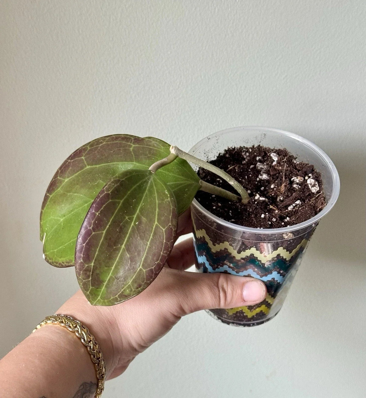 Hoya Cutting - Rooted Sunstressed Cutting - Hoya Quinquenervia - Ideal for Houseplant Enthusiasts