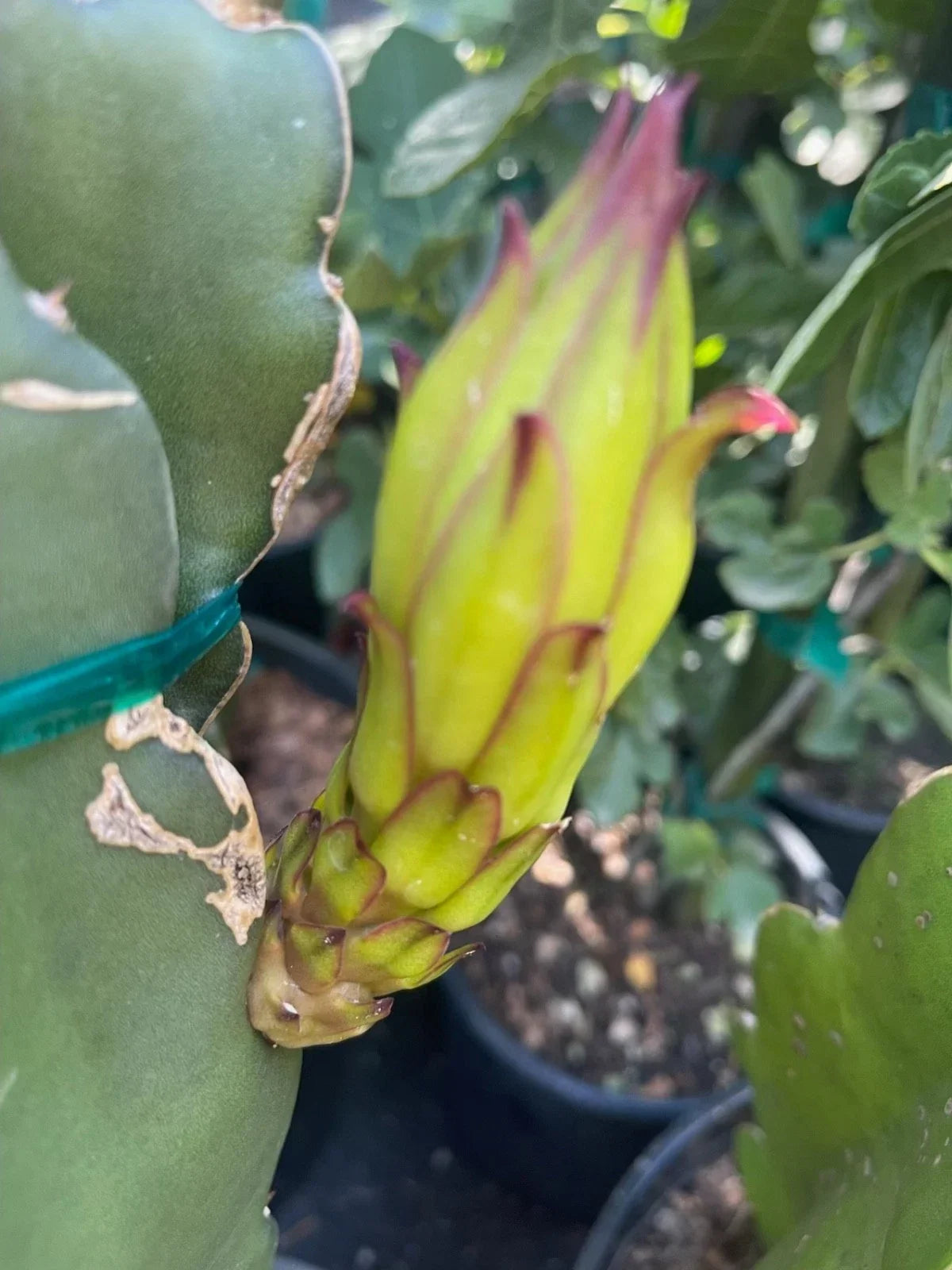 Colombian Yellow Dragon Fruit Cuttings 8 Pack – 7 Inch or Longer – True Pitahaya (Hylocereus megalanthus)