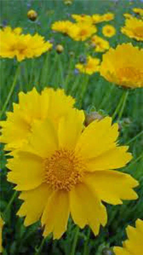 Coreopsis Seeds 100 Count Lanceleaf Flower Golden-Yellow Blooms Coreopsis lanceolata