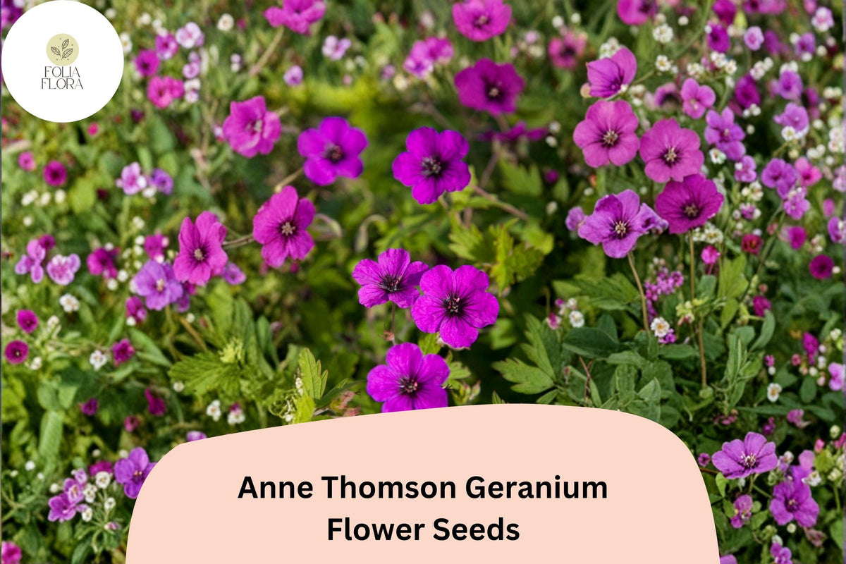 25+ Anne Thomson Geranium Seeds | Hardy Perennial Magenta Cranesbill | Geranium 'Anne Thomson' | Long-Blooming Garden Flower