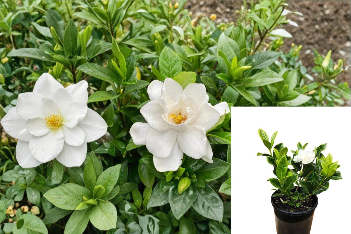 Gardenia 3 Live Plants – 8–13" Tall – Rooted Plants – Gardenia