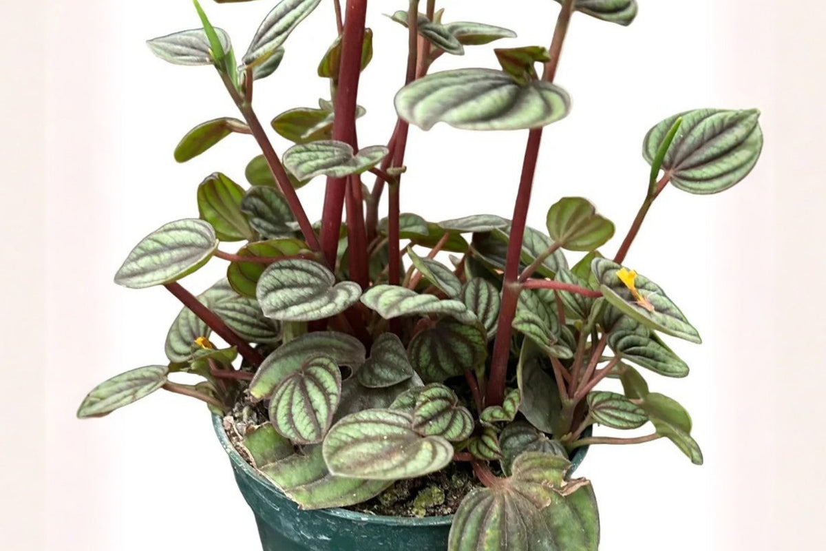 Peperomia Piccolo Banda Live Plant – 4 Inch Indoor Houseplant