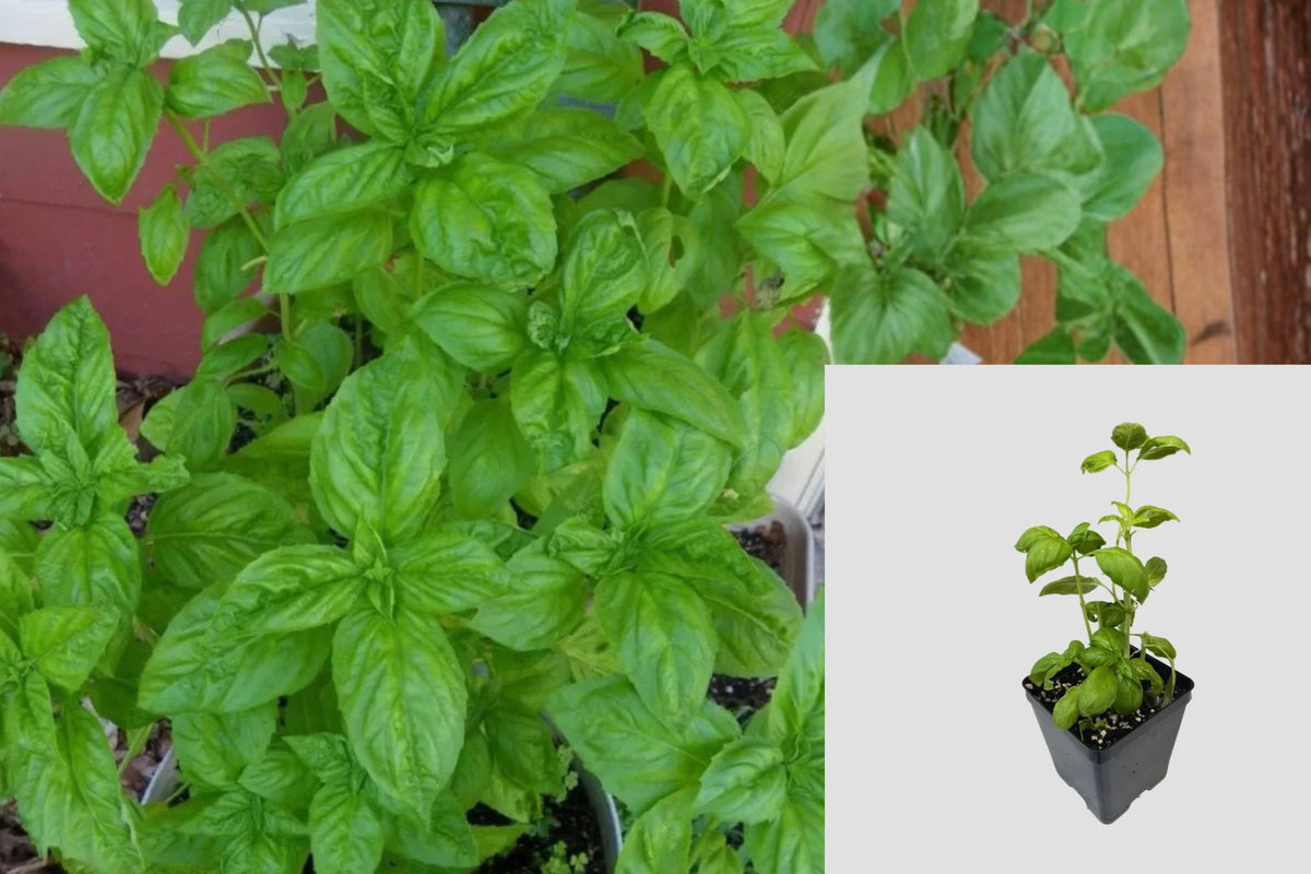 Italian Basil Live Plant – 1 Pot with 2 Plants – Ocimum basilicum