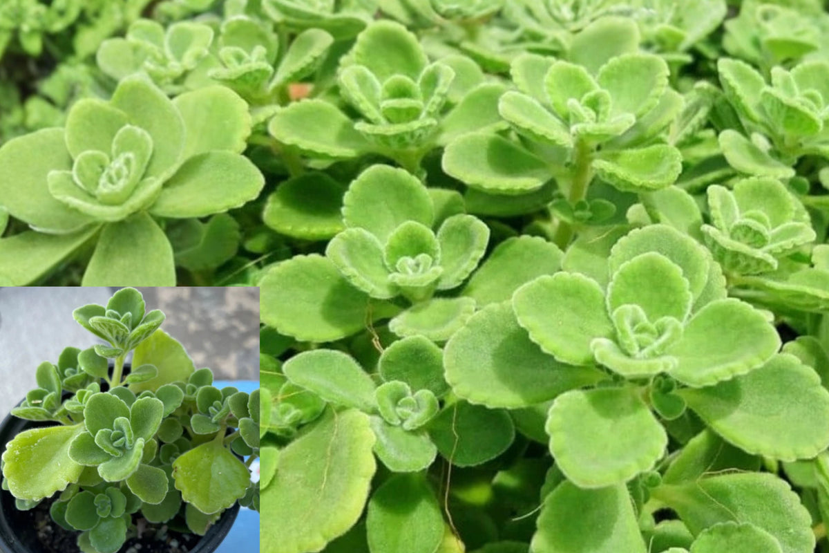 3 Vicks Plants – 4–6 Inch Live Starter Plants – Plectranthus tomentosa