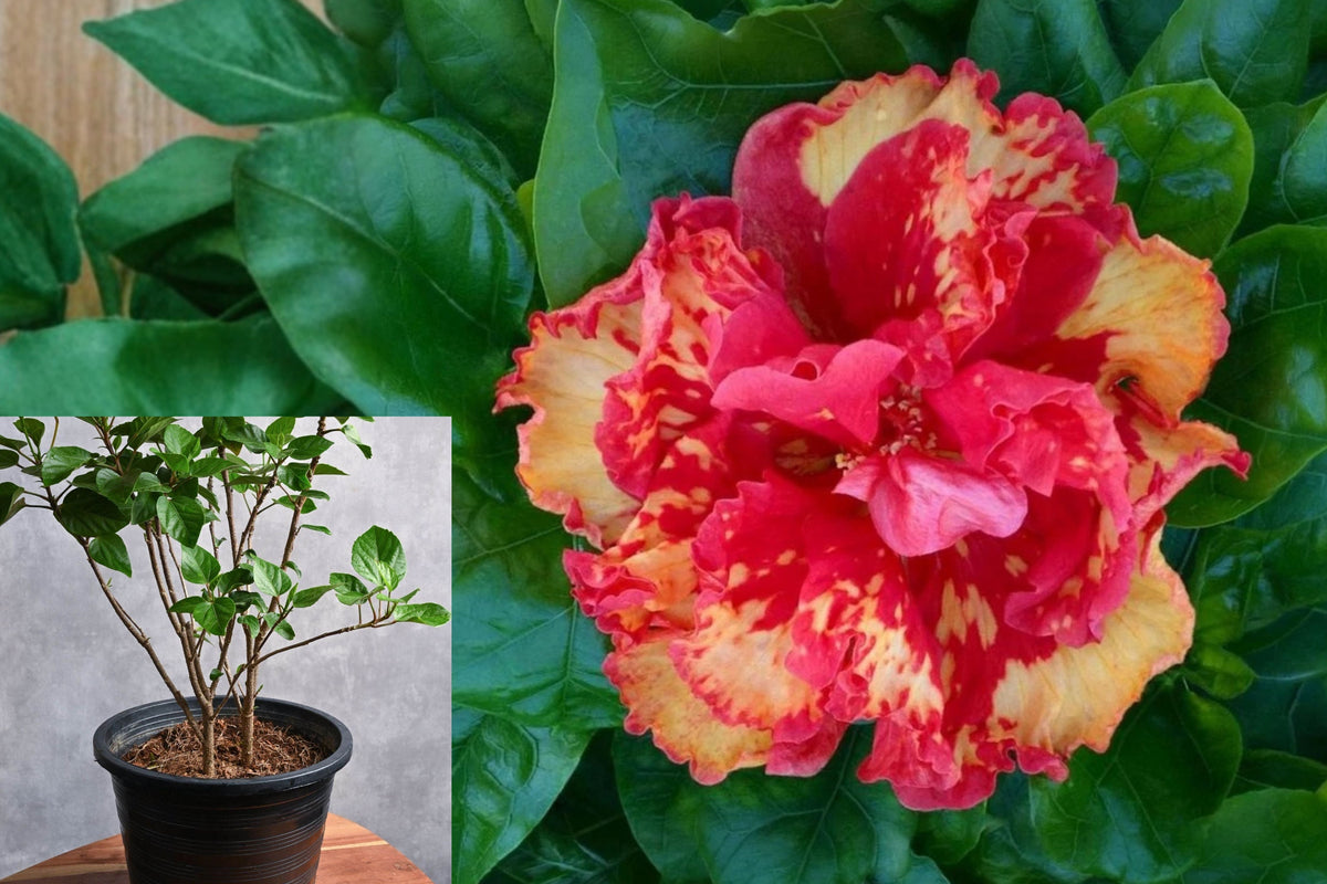 High Definition Tropical Hibiscus Live Plant – Hibiscus rosa-sinensis