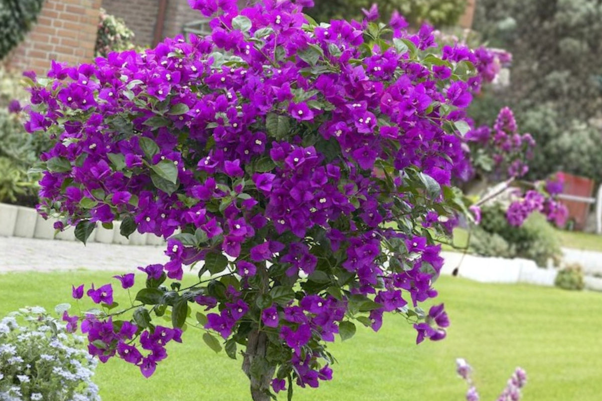 Violet Bougainvillea Live Starter Plant – Well Rooted Ornamental Vine – Bougainvillea