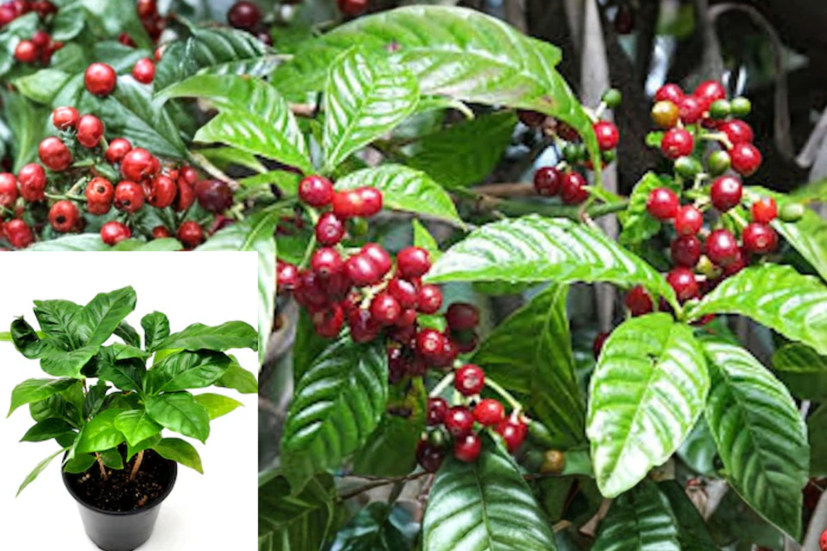 4 Arabica Coffee Live Starter Plants – Coffea arabica – Indoor & Outdoor