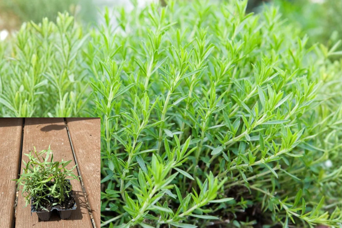 French Tarragon Live Plant – 1 Plug, 2–4" Tall – Artemisia dracunculus