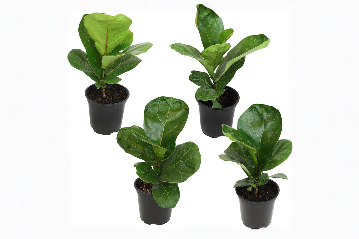 1 Fiddle Leaf Fig Live Plant – 4 Inch – Ficus lyrata Indoor Houseplant