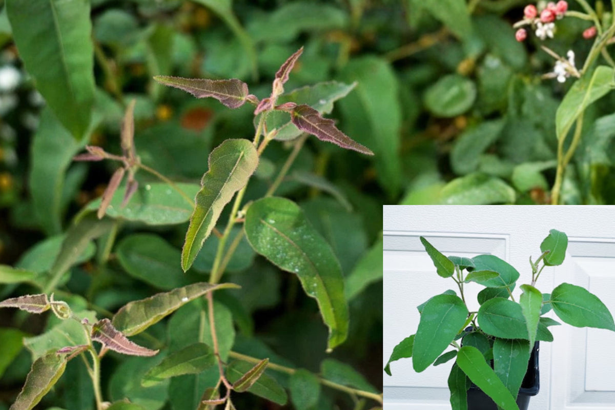 Lemon Eucalyptus Live Plant – 5 Inch Pot – Corymbia citriodora