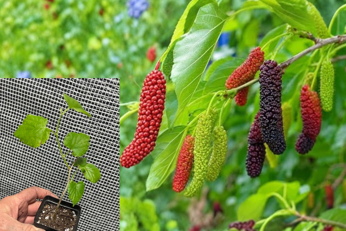 Pakistan Long Mulberry 1 Live Plant – Morus macroura – 3–8" Tall
