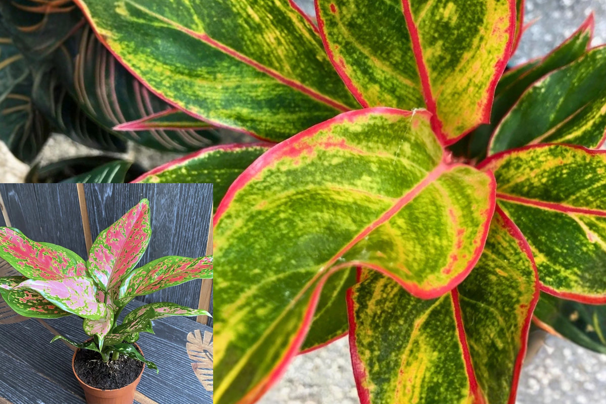 Aglaonema Siam Chinese Evergreen Live Plant – 7" Tall – Aglaonema