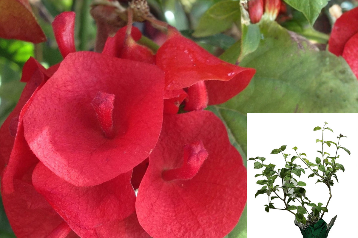 Red Mandarin Hat Live Plant – 1 Starter Plant – Holmskioldia Vine