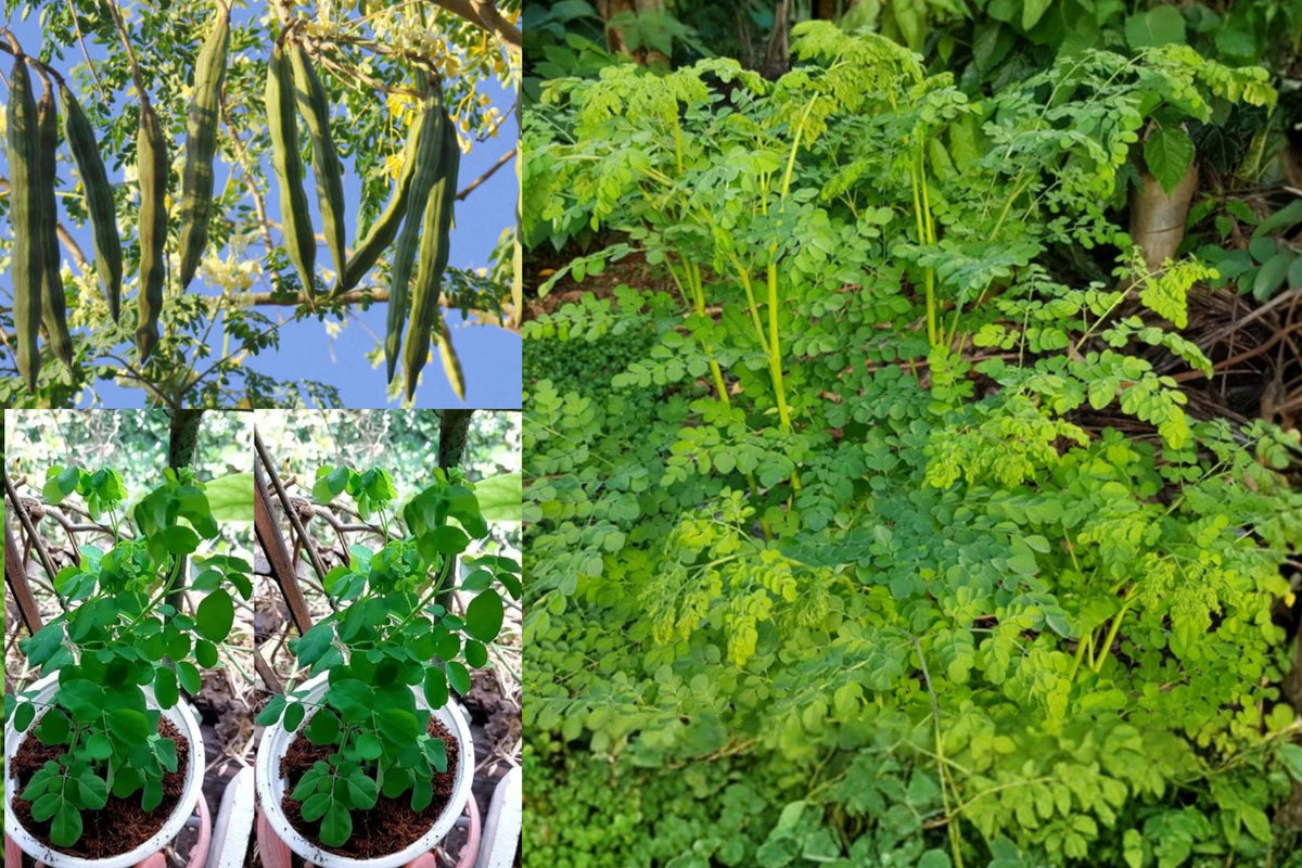 Moringa Live Plants – 2 Plants – 12–20" Tall – Moringa oleifera