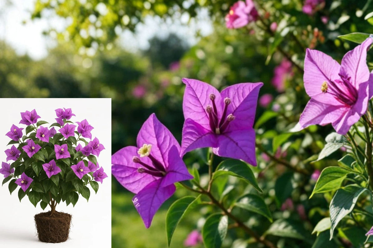 Bougainvillea Purple Live Plant – 1 Plant – Bougainvillea spp.