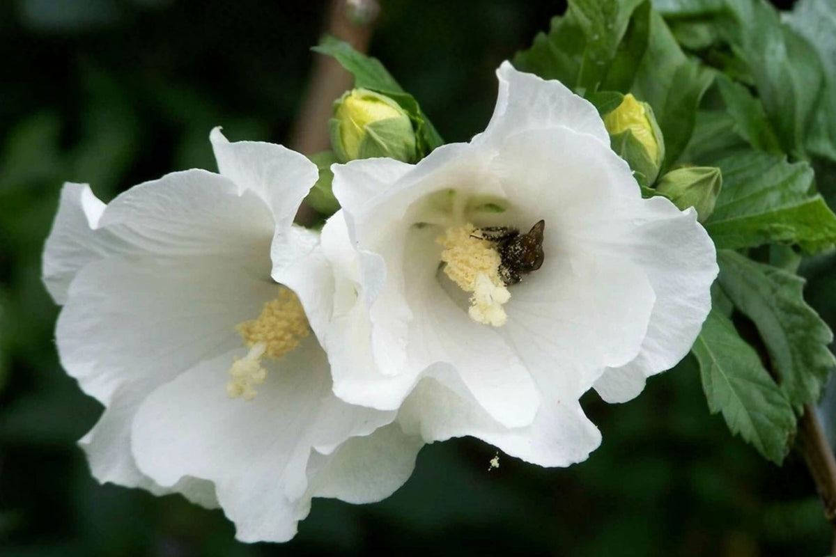 White Rose of Sharon Live Plant – 1 Starter Bush – Hibiscus syriacus