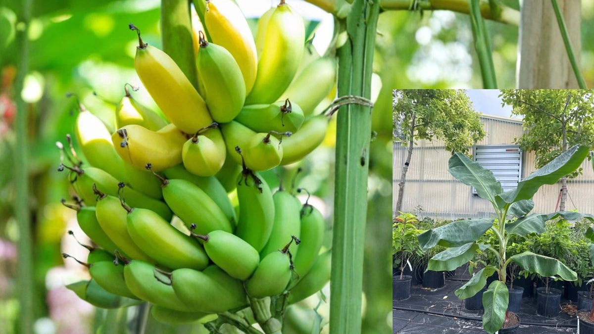 Gran Nain Banana Tree Starter Plug Live Plant – Musa acuminata 'Gran Nain'