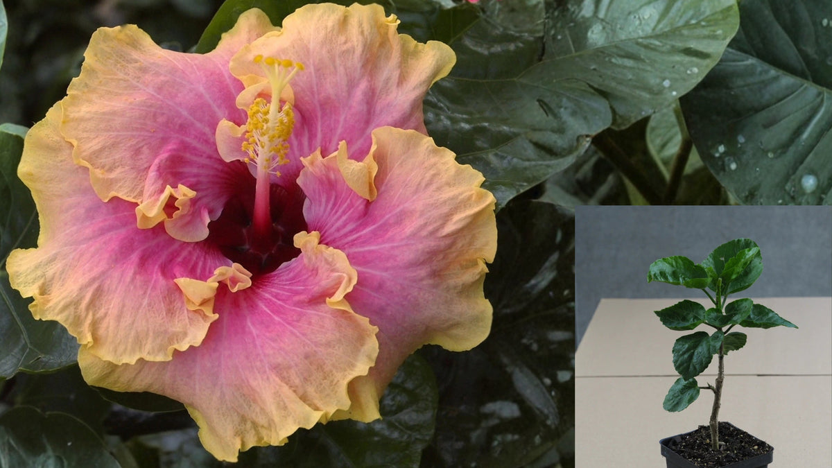 Summer Delight Tropical Hibiscus Live Plant – 4.5-Inch Pot