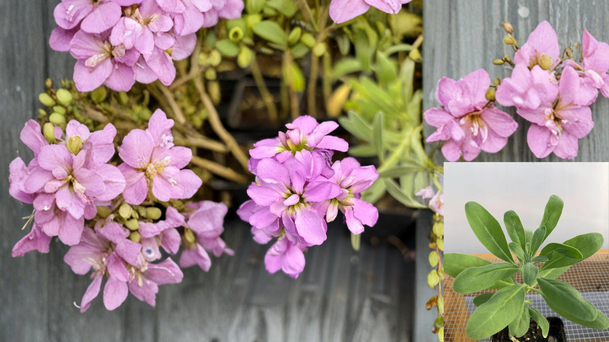 Stock Flower Live Seedlings 4-12 in Tall – Matthiola incana