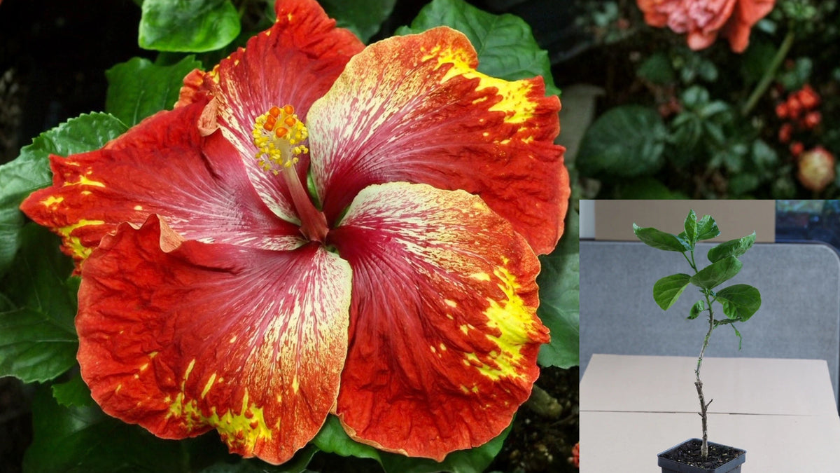 Up and Comer Tropical Hibiscus Live Plant – 4.5 Inch Pot