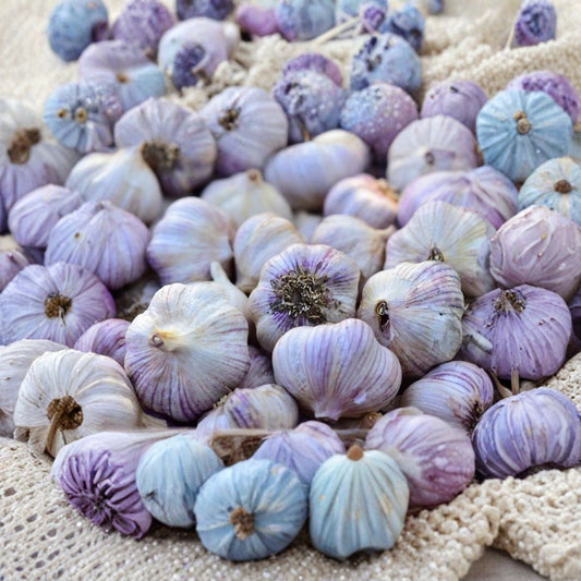 Siberian Garlic Bulbs, 1 Pound, Allium sativum Non-GMO for Cooking or Planting