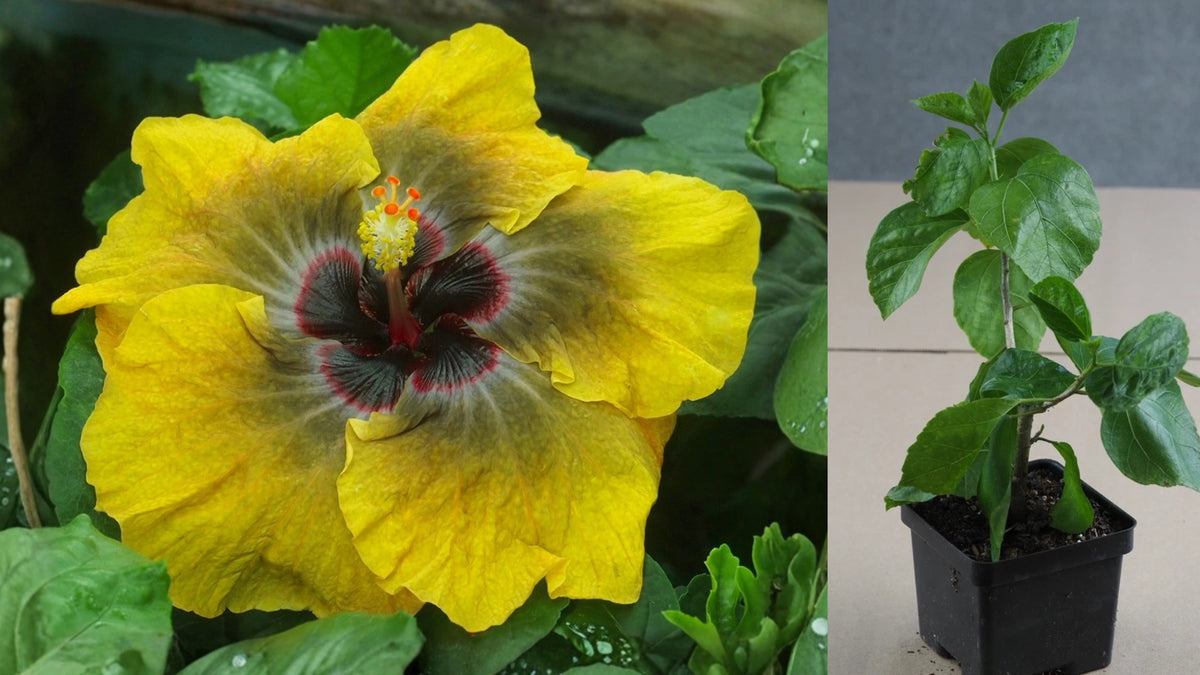 Tahitian Brown Sensation Tropical Hibiscus – 4.5" Pot – Hibiscus rosa-sinensis