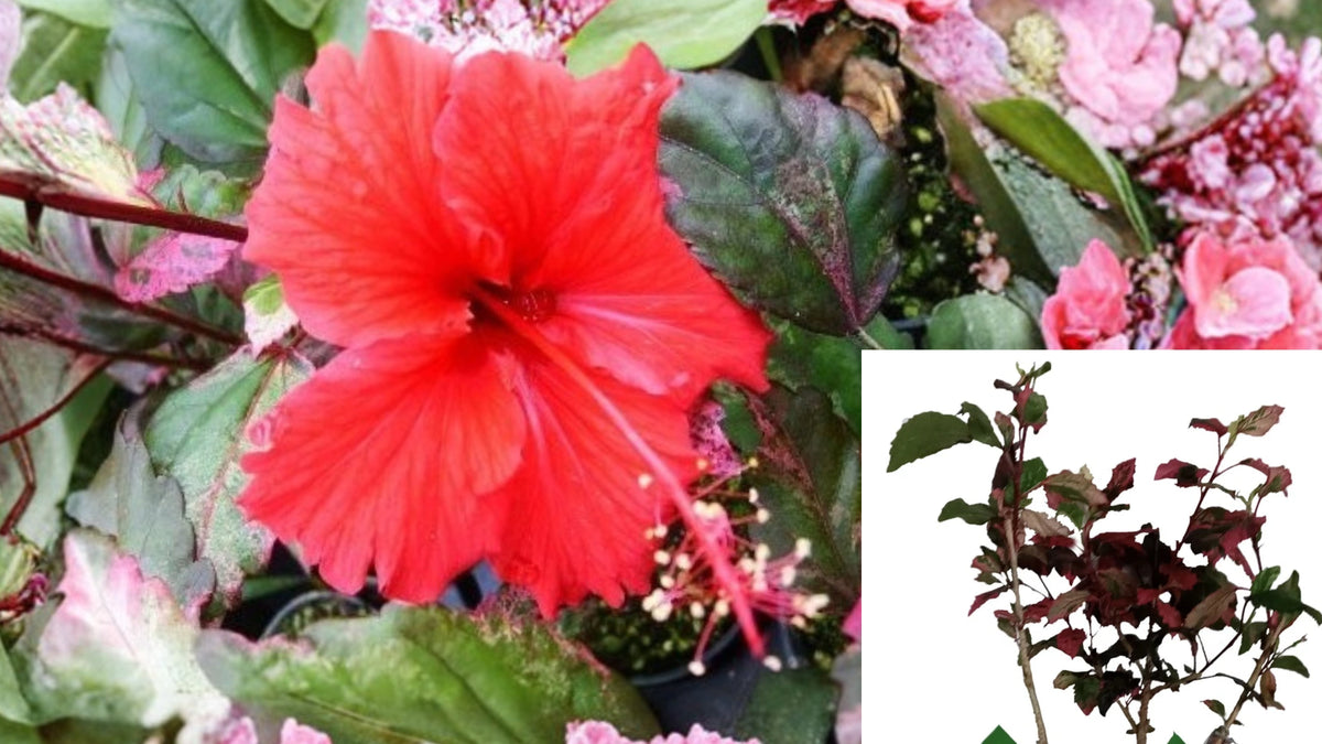 Rose Queen Tropical Hibiscus Live Plant – Variegated Leaves – Red Flower