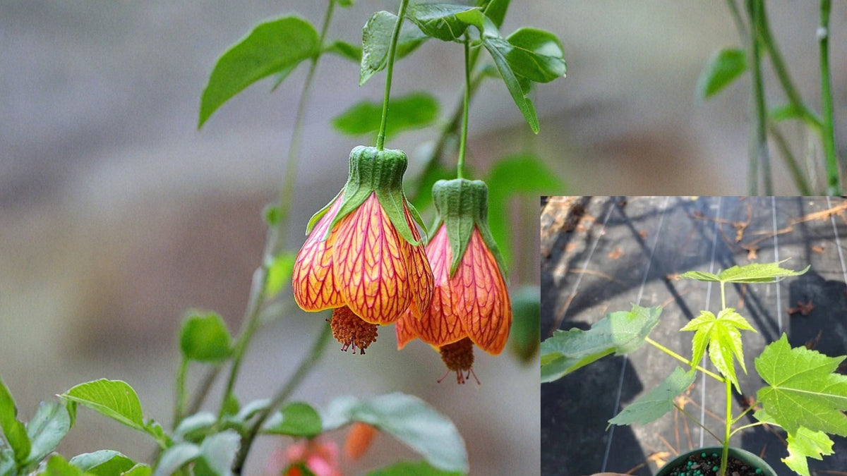 Abutilon Orange Tiger Live Plant – 4–6 Inch Tall – Abutilon hybridum