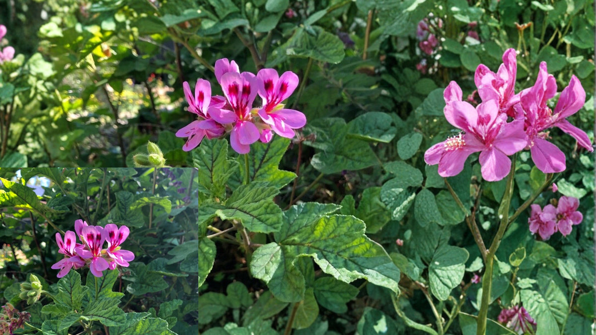 Lavender Pink Pepper-Scented Geranium 4 Cuttings – Live Plant