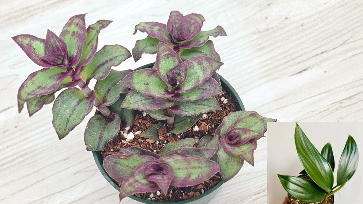 Tradescantia 'Dragon Tail' Live Plant 4 Inch Pot – Trailing Houseplant