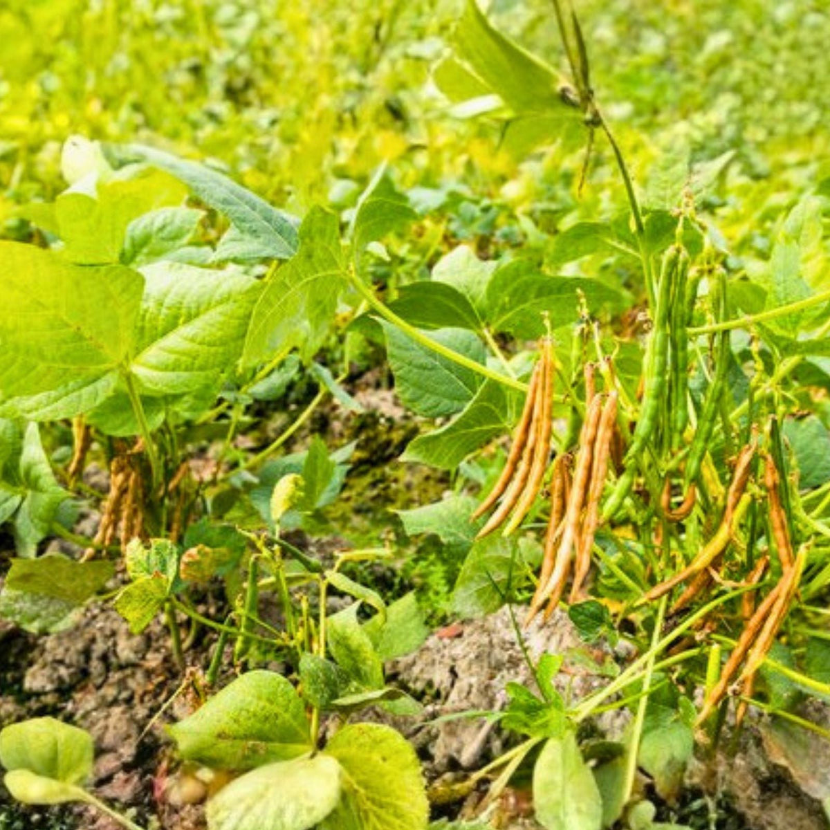Non-GMO Adzuki Bean Seeds for Microgreens, Organic Sprouting Seeds, Vigna angularis, Edible Bean Seeds for Gardening
