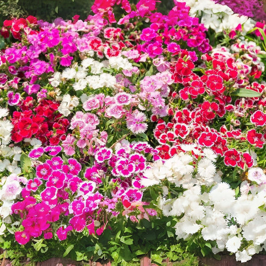 Sweet William Flower Seeds - 250+ Count, Single Mix | Dianthus barbatus | Exotic Garden Flowers, Made in USA