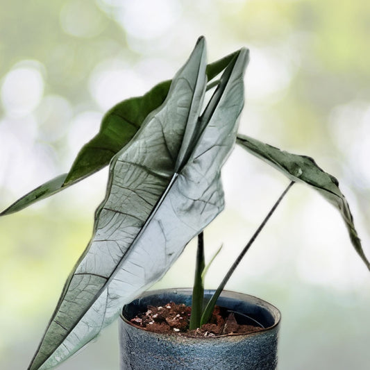 Alocasia heterophylla 'Dragon's Breath' Plant in 6" Pot - Tropical Indoor Houseplant for Home Decor