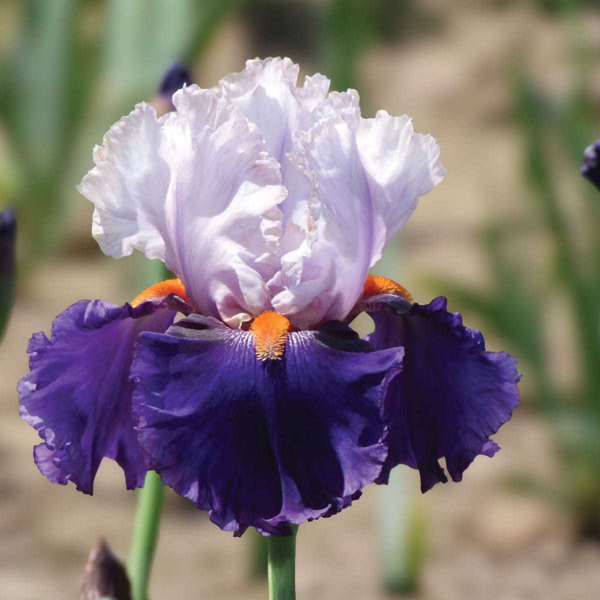 Tall Iris Plants - 2 Rhizomes - Vintage Lilac/Blue Perennial - Iris germanica