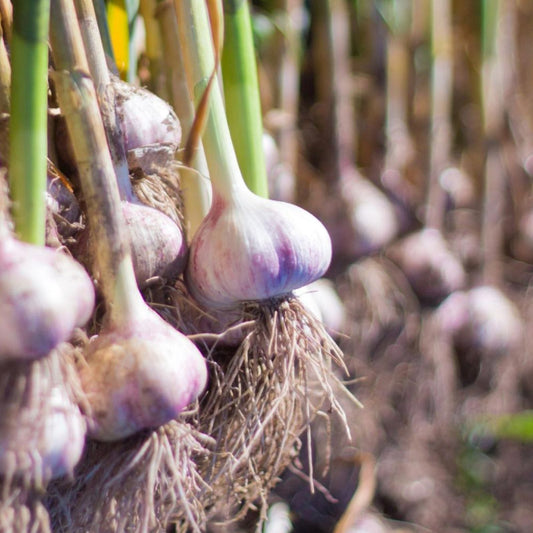 Small Garlic Cloves Seeds for Planting - Organic Garlic Varieties - 30+ Cloves, Allium sativum
