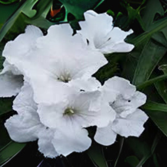 White Mexican Petunia Live Plant 3 to 4 Inch Ruellia simplex No Pot Shipping