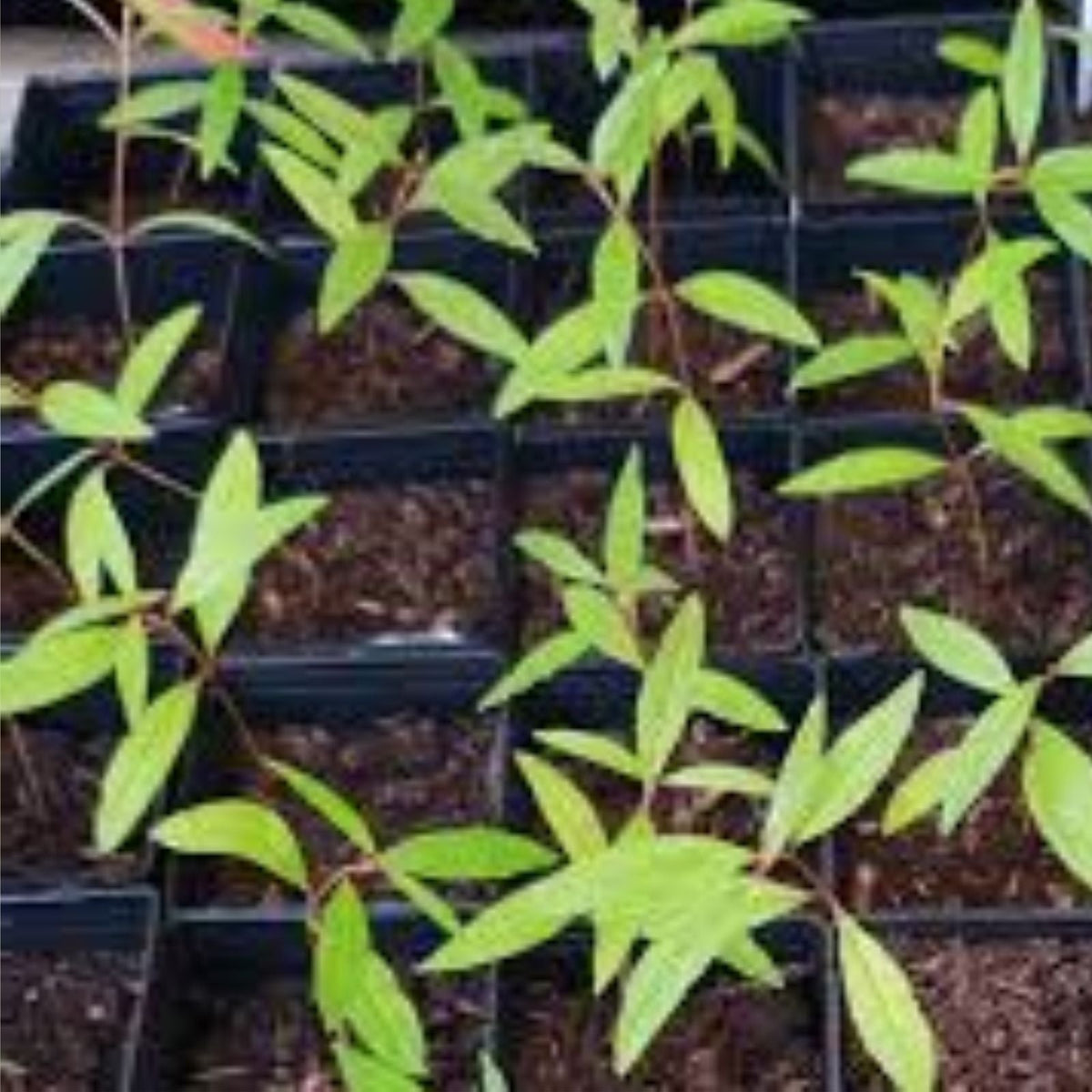 Pomegranate Seedling Plant   12 15 Inches Tall   Punica granatum   Fruit Bearing Variety