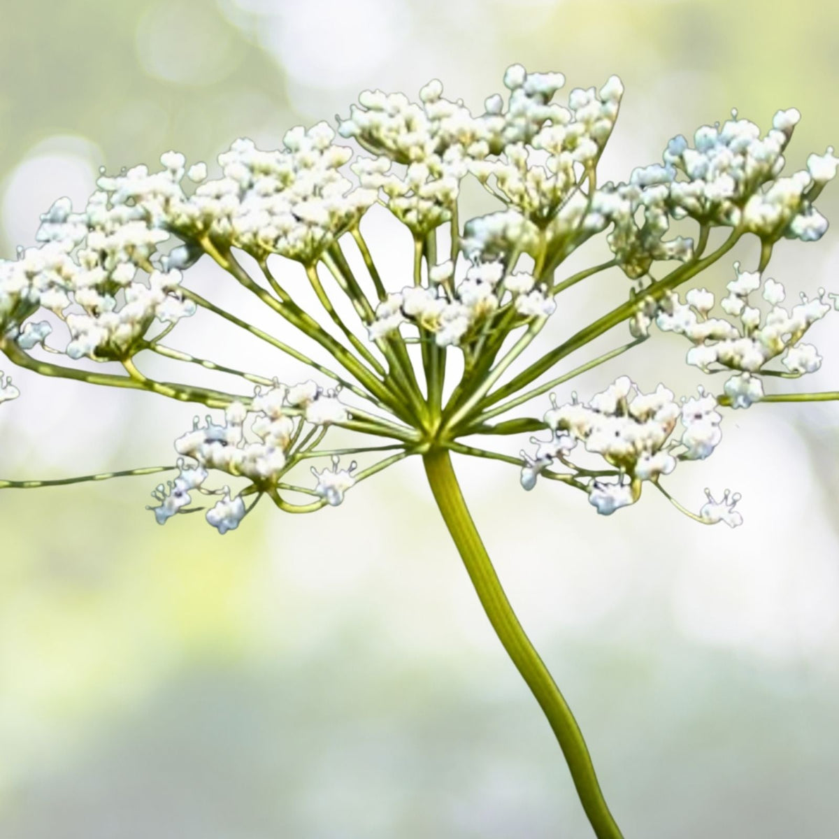 Anise Seeds - Non-GMO Heirloom - Fresh Garden Seeds - Pimpinella anisum - Culinary Herb for Flavorful Dishes