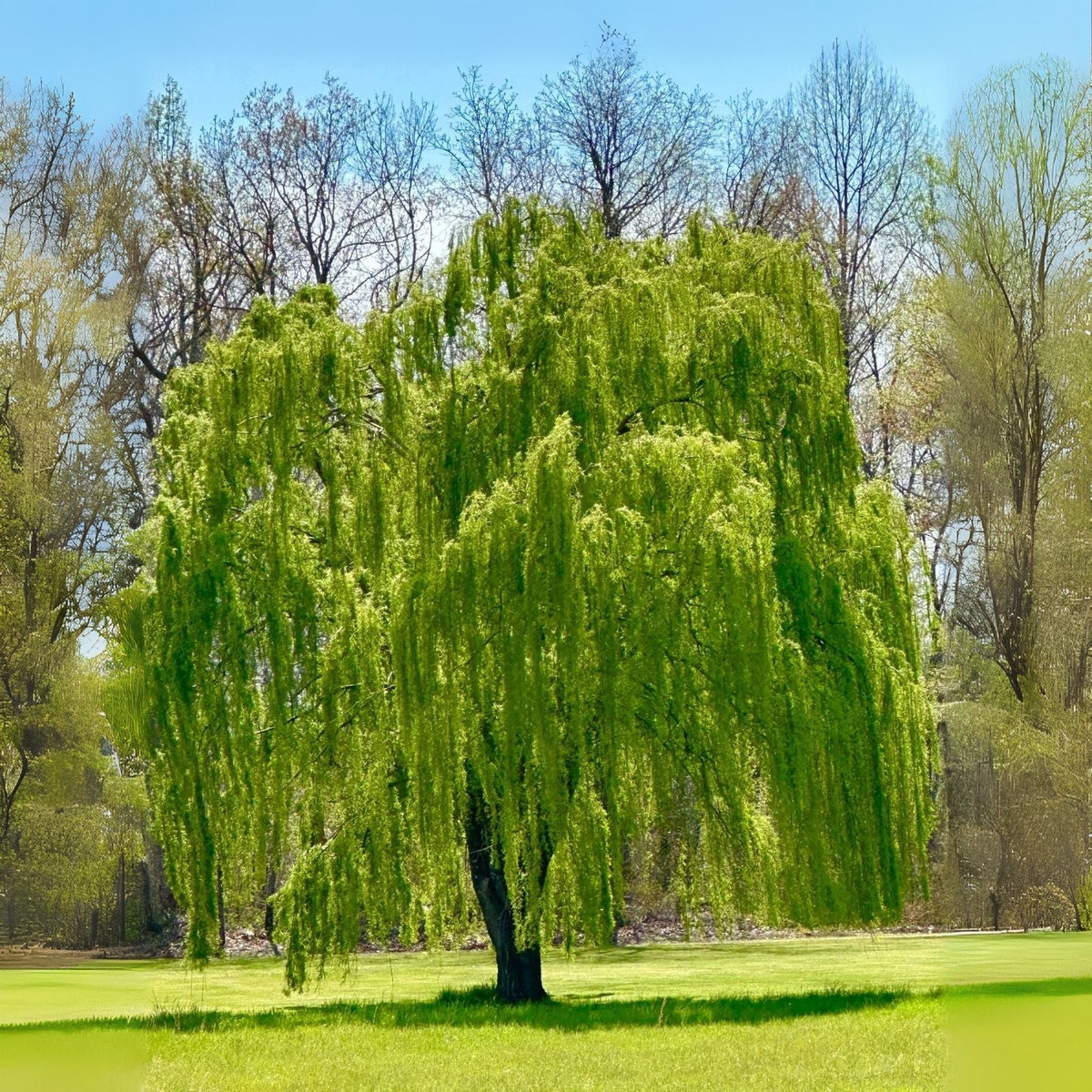 4 Weeping Willow Trees - Golden Weeping Willow - Salix babylonica - Beautiful Arching Canopy for Gardens and Landscapes