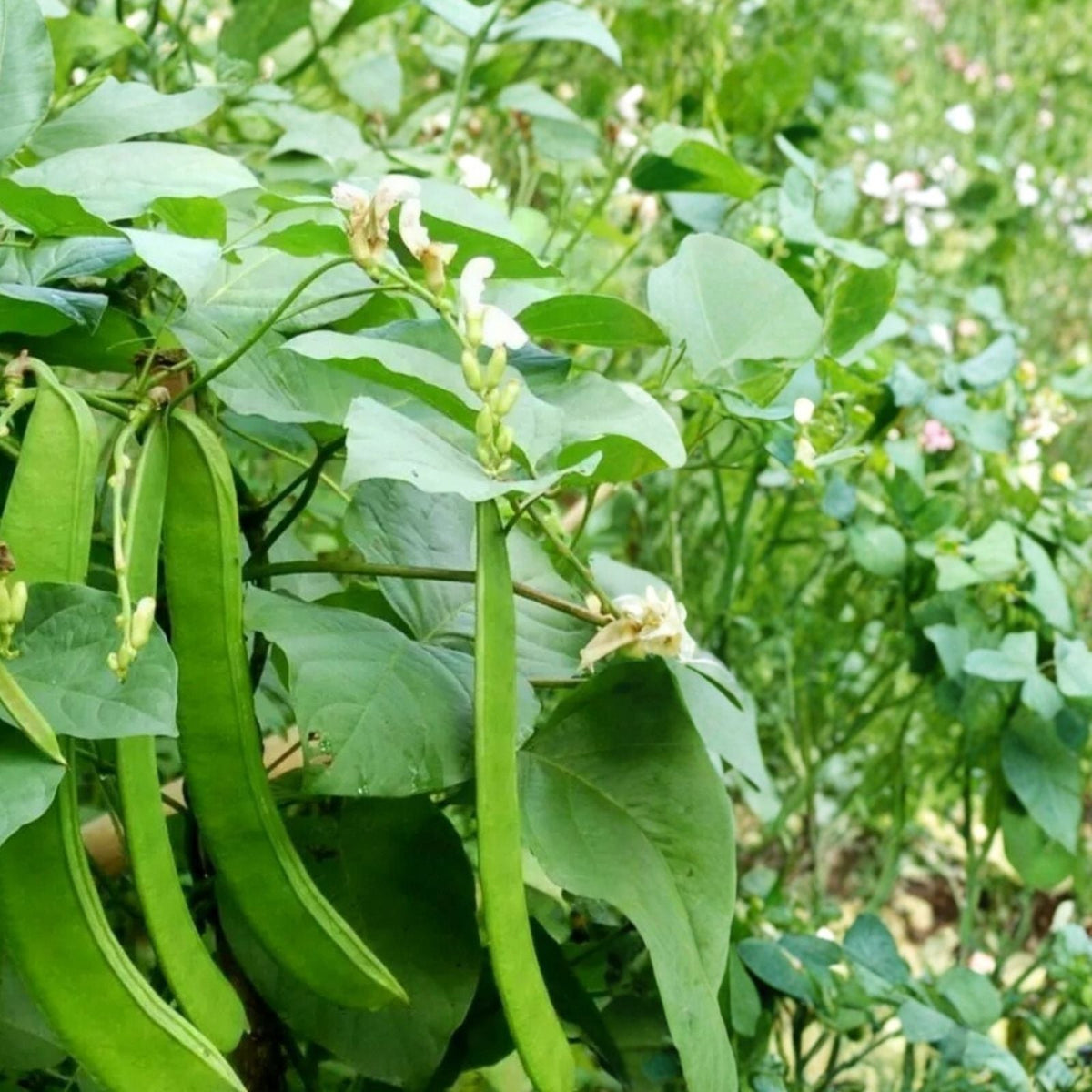 Jack Bean 20 Seeds Wonder/Sword Variety Organic Canavalia ensiformis