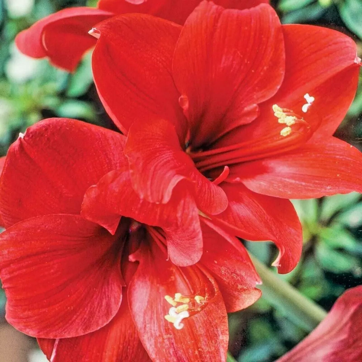 Amaryllis Bulb Large Red Lion Bloom - Hippeastrum Live Flower for Holiday Gift