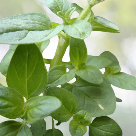 Sweet Marjoram Seeds - 1000+ Count - Knotted Marjoram - Majorana - Perennial Herb - USA Grown